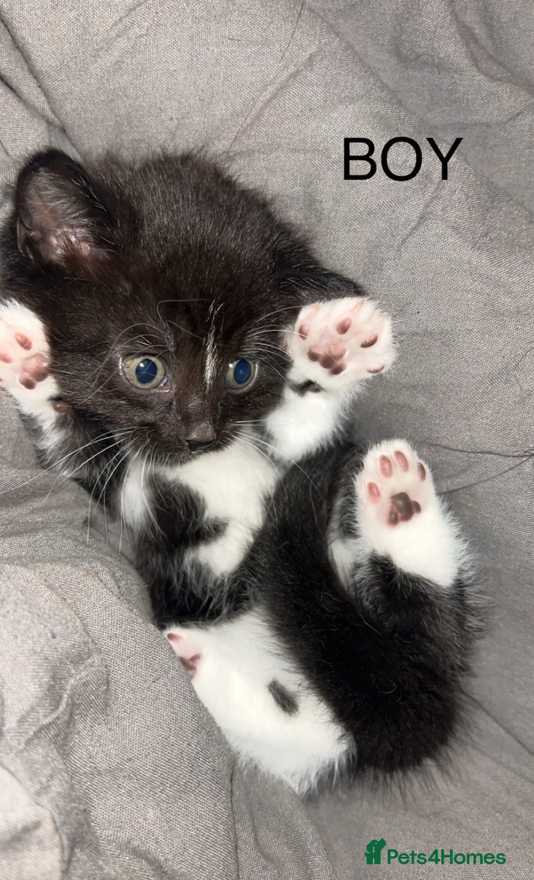 Mixed Breed cats for sale: Kittens for sale  in Bordon - Advert 5