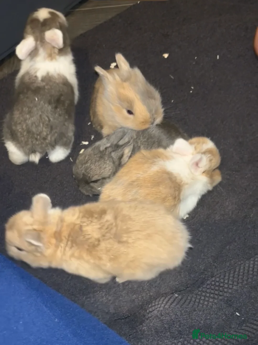 Mixed Breed rabbits for sale: Adorable  baby rabbits available! - Advert 1