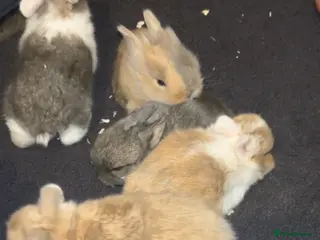 Mixed Breed rabbits Adorable baby rabbits available! - Advert 1