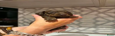 Miniature Dachshund 1