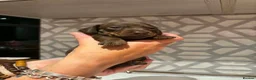 Miniature Dachshund dogs for sale: Miniature daschunds chocolate tan - Advert 10
