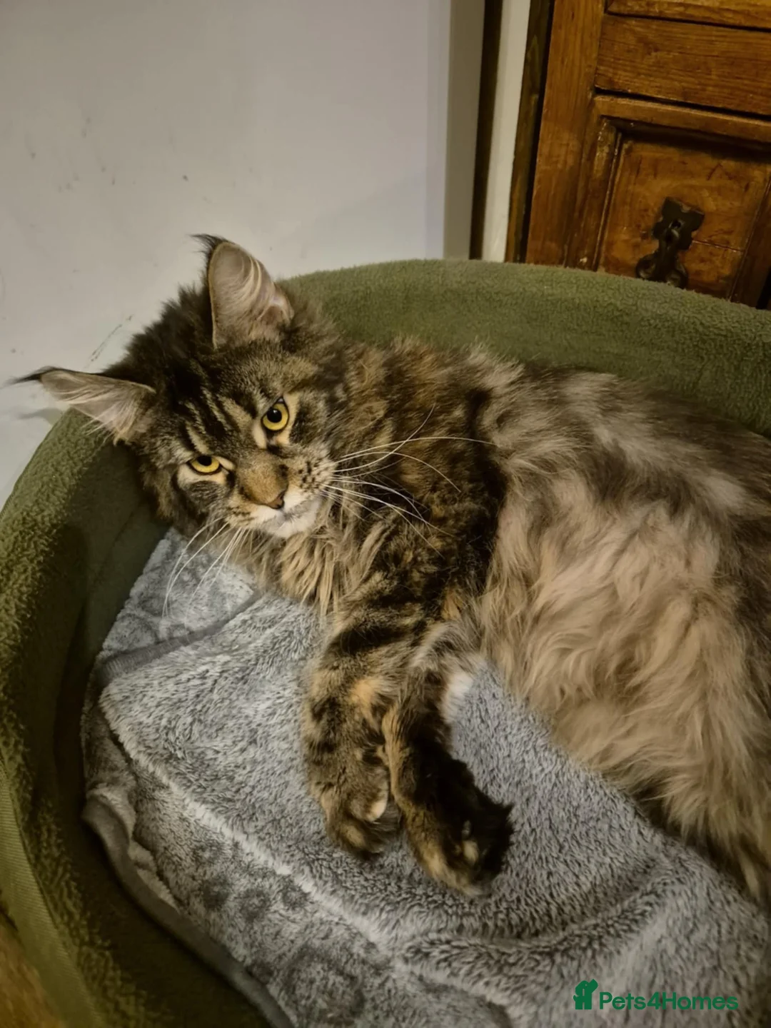 Maine Coon cats for sale: Maine coon pedigree active  - Advert 2