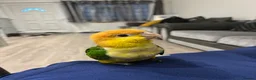 Parrots birds for sale: Tame Hand Reared Parrot Caique with huge Cage - Advert 9