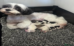 Maltipoo dogs for sale: Stunning Tiny Korean Maltipoo’s PRA clear 🧬  - Image 8