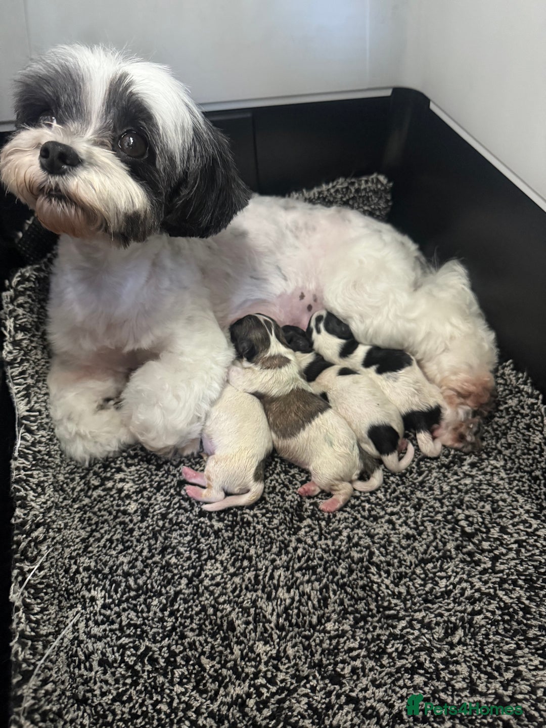 Maltipoo dogs for sale: Stunning Tiny Korean Maltipoo’s PRA clear 🧬  - Image 8