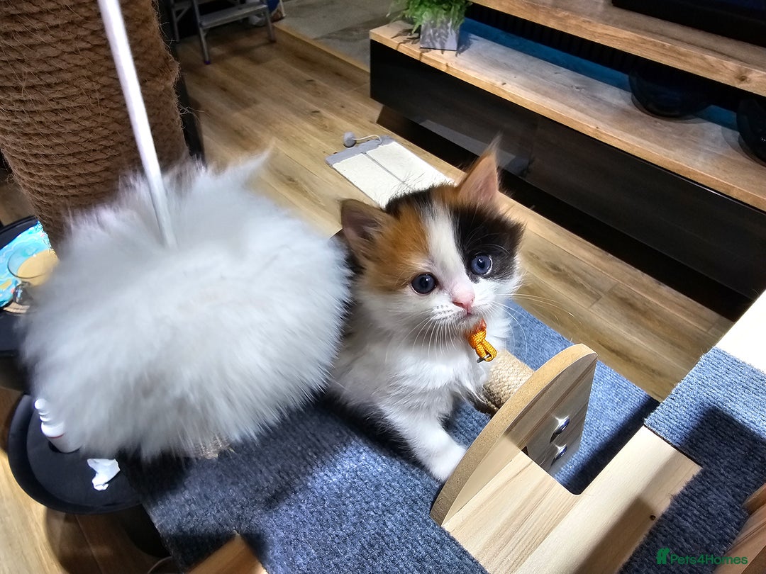 Ragdoll cats for sale: Soo cudly and playfull, two litters! - Advert 40