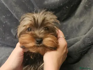 Yorkshire Terrier dogs 🩵 Toy, miniature boy 1,2kg 🩵 - Advert 2