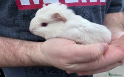 Guinea Pig rodents for sale: 4 Guinea pigs  - Image 1