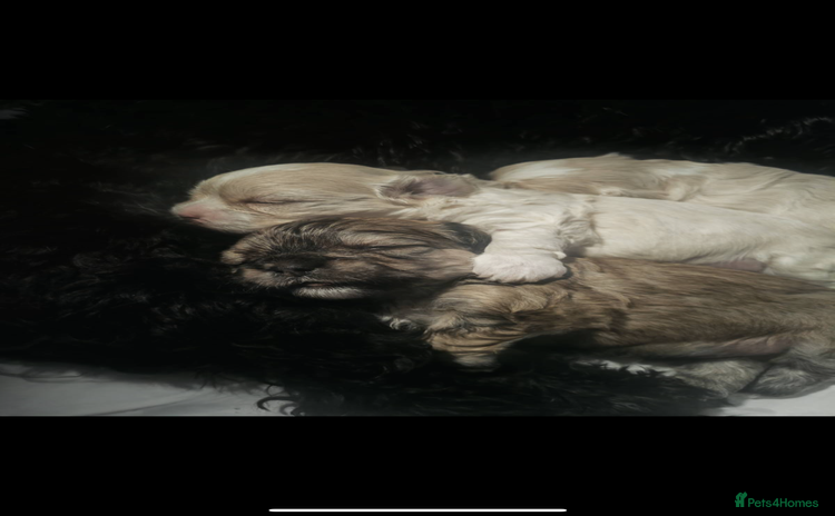 Mixed Breed dogs - Advert 8