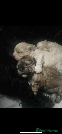 Mixed Breed dogs - Advert 8