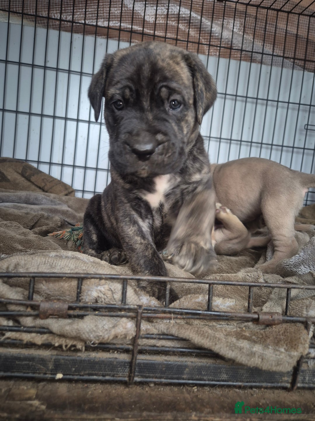 Cane Corso dogs for sale: Class Corsos  - Image 9