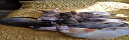 Mixed Breed cats for sale: Sphynx cross kittens - Advert 3