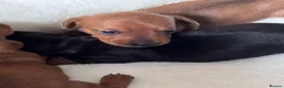 Miniature Dachshund dogs for sale: Miniature Dachshund Smooth - Coated pup for Sale in Manchester - Advert 6
