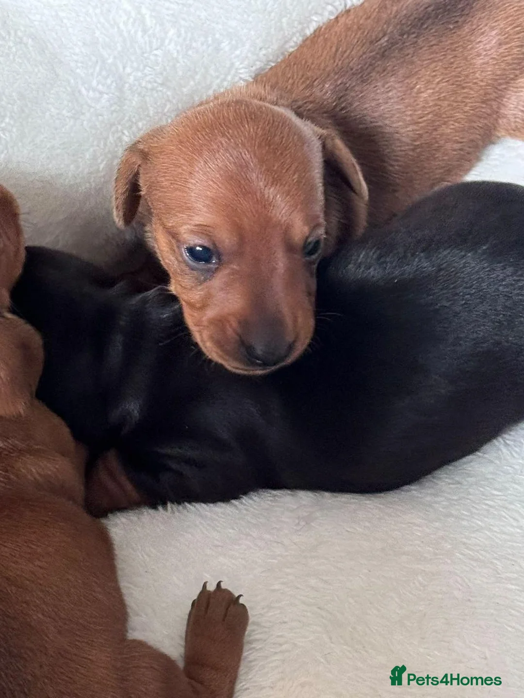 Miniature Dachshund dogs for sale: Miniature Dachshund Smooth - Coated pup for Sale in Manchester - Advert 6