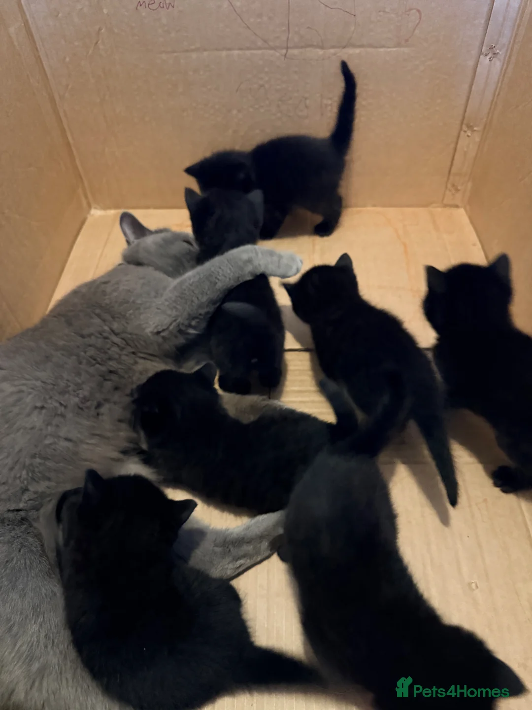 British Shorthair cats for sale: British shorthair cross - Advert 2