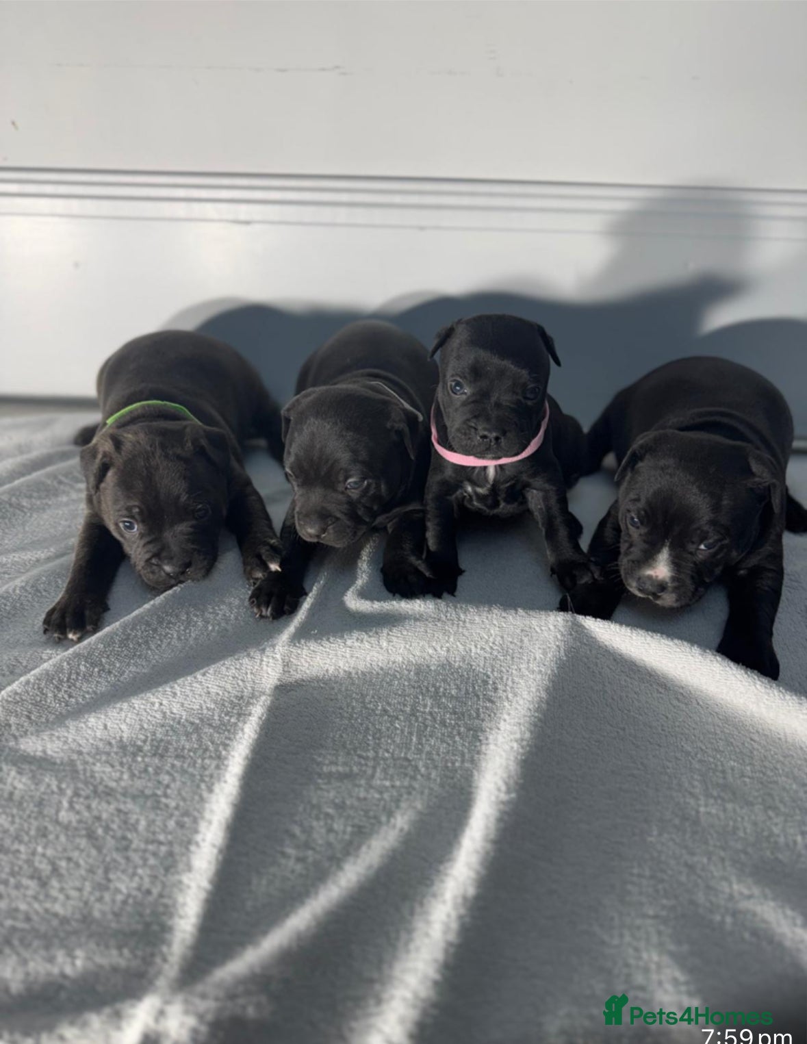 Staffordshire Bull Terrier dogs True Example Staffordshire bull Terrier Puppies KC - Advert 3