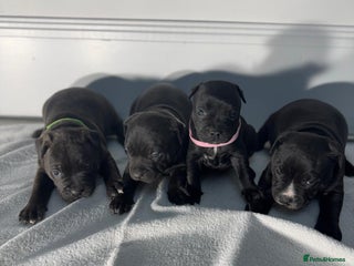 Staffordshire Bull Terrier dogs for sale - Advert 1