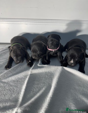 Staffordshire Bull Terrier dogs - Advert 8