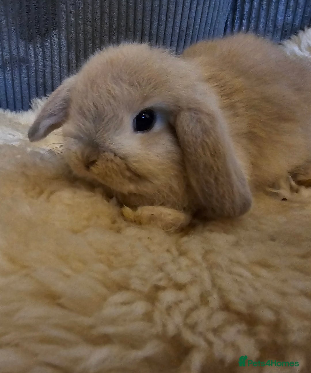 Mini Lop rabbits for sale: Pure bred mini lops  - Advert 1