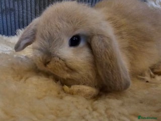 Mini Lop rabbits Pure bred mini lops - Advert 1