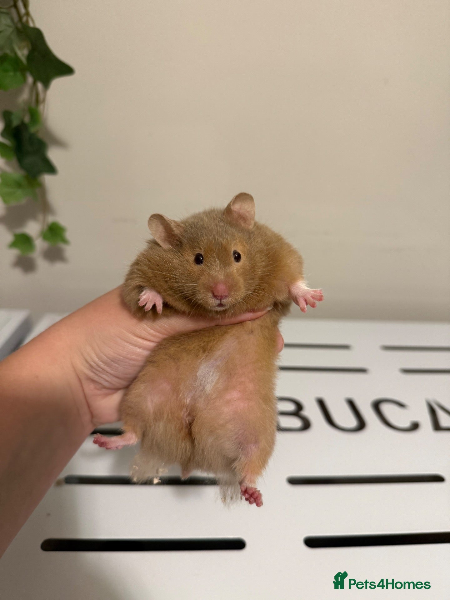 Hamster rodents Pedigree Syrian hamster baby - Advert 2