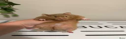 Hamster rodents for sale: Pedigree Syrian hamster baby - Advert 1