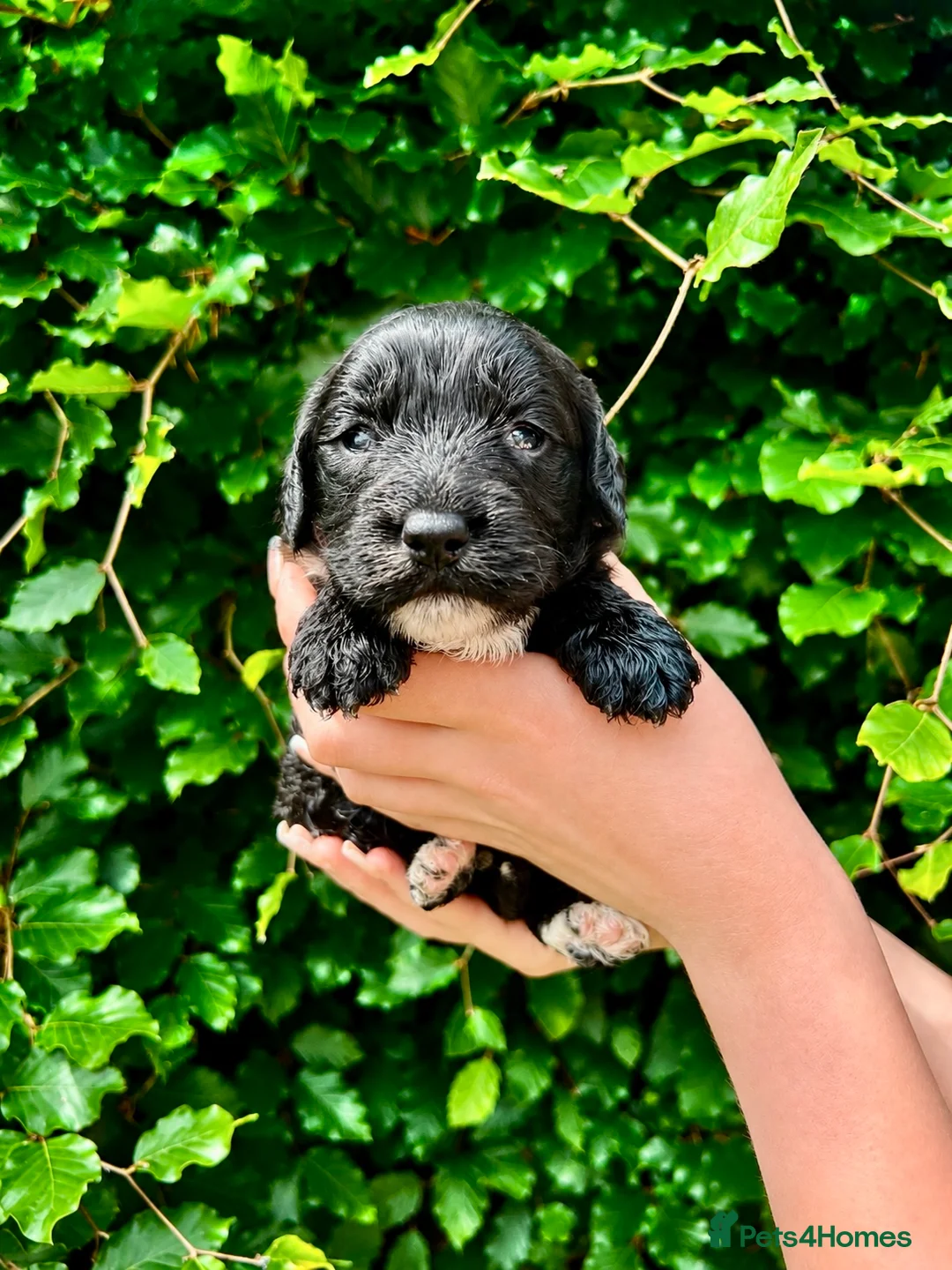 Sproodle dogs for sale: Stunning F1 Sproodles  - Advert 2
