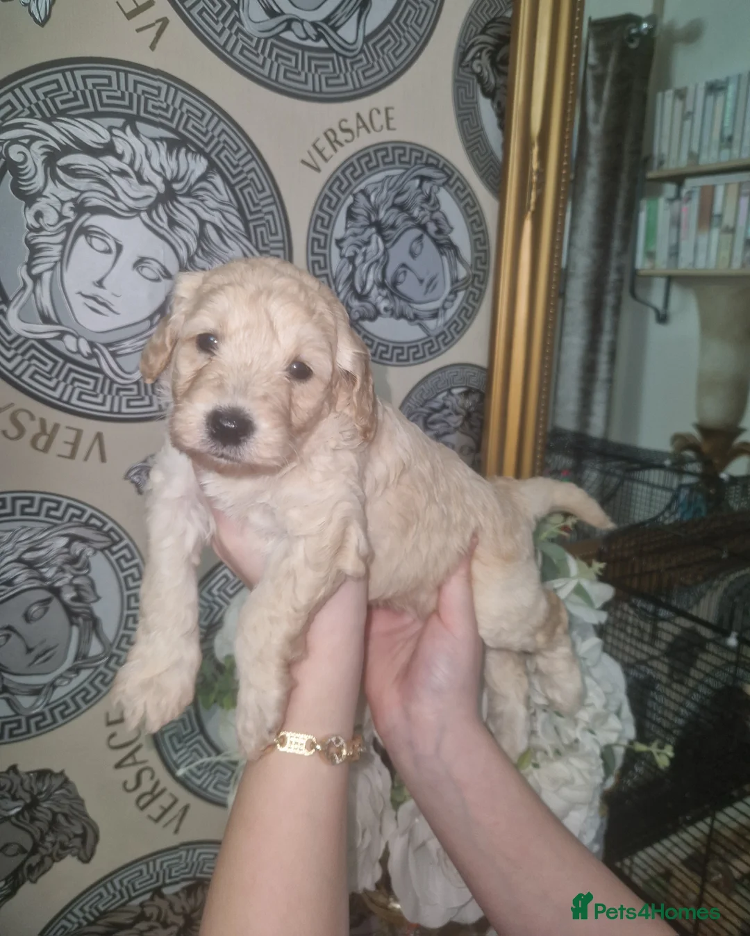 Labradoodle dogs for sale: F1b toy labradoodles - Advert 12