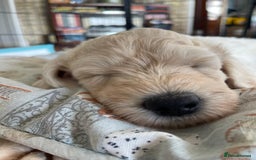 Labradoodle dogs for sale: Multigen Mini Labradoodle Puppies Available Now - Image 38