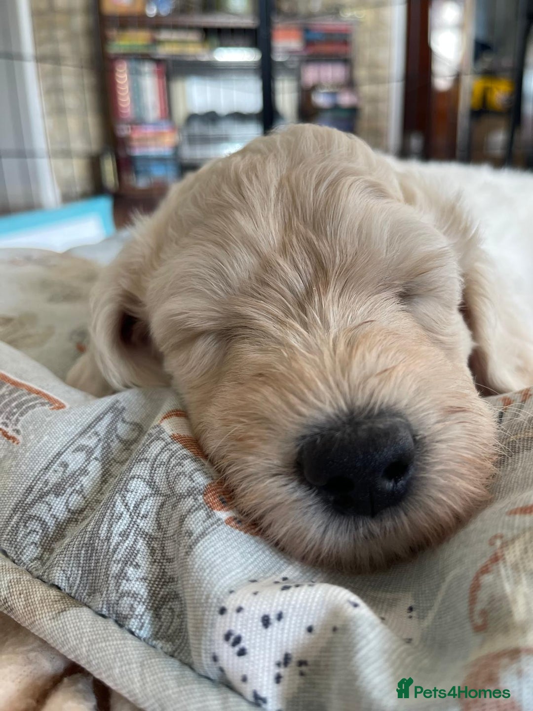 Labradoodle dogs for sale: Multigen Mini Labradoodle Puppies Available Now - Image 38