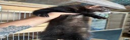 Ferret rodents for sale: Black ferrets  - Advert 3