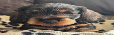Albert