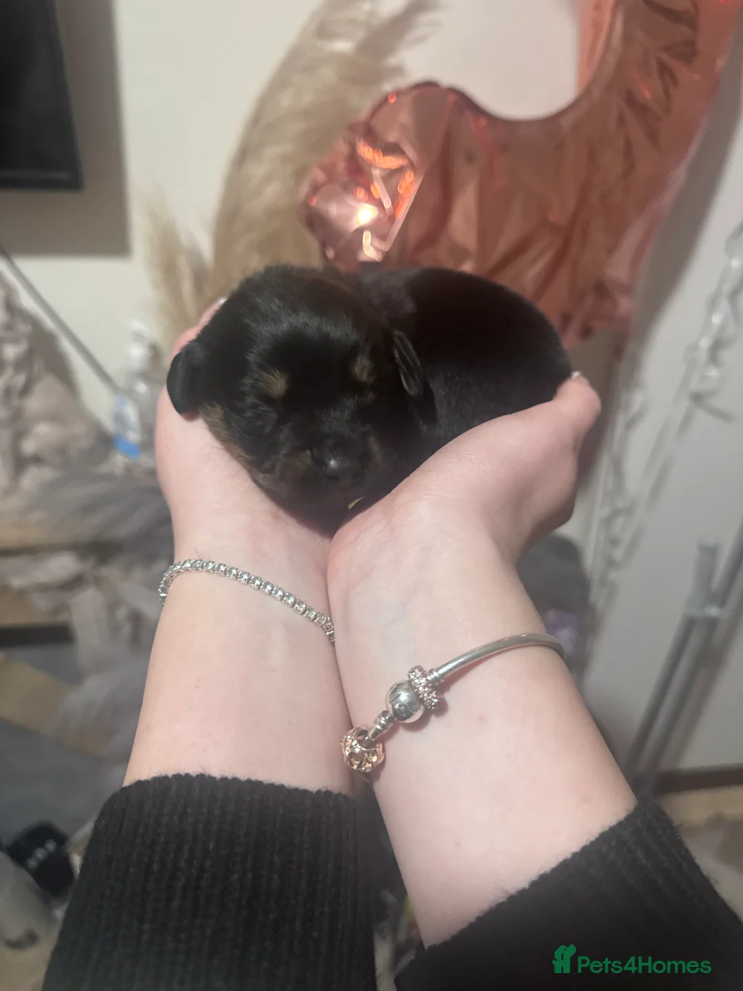 Mixed Breed dogs for sale: Rottweiler cross puppies - Advert 10