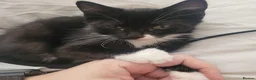 Mixed Breed cats for sale: 6 playful kittens - Advert 6
