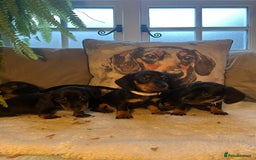 Miniature Dachshund dogs for sale: Beautiful Very Miniature Dachshunds - Advert 9