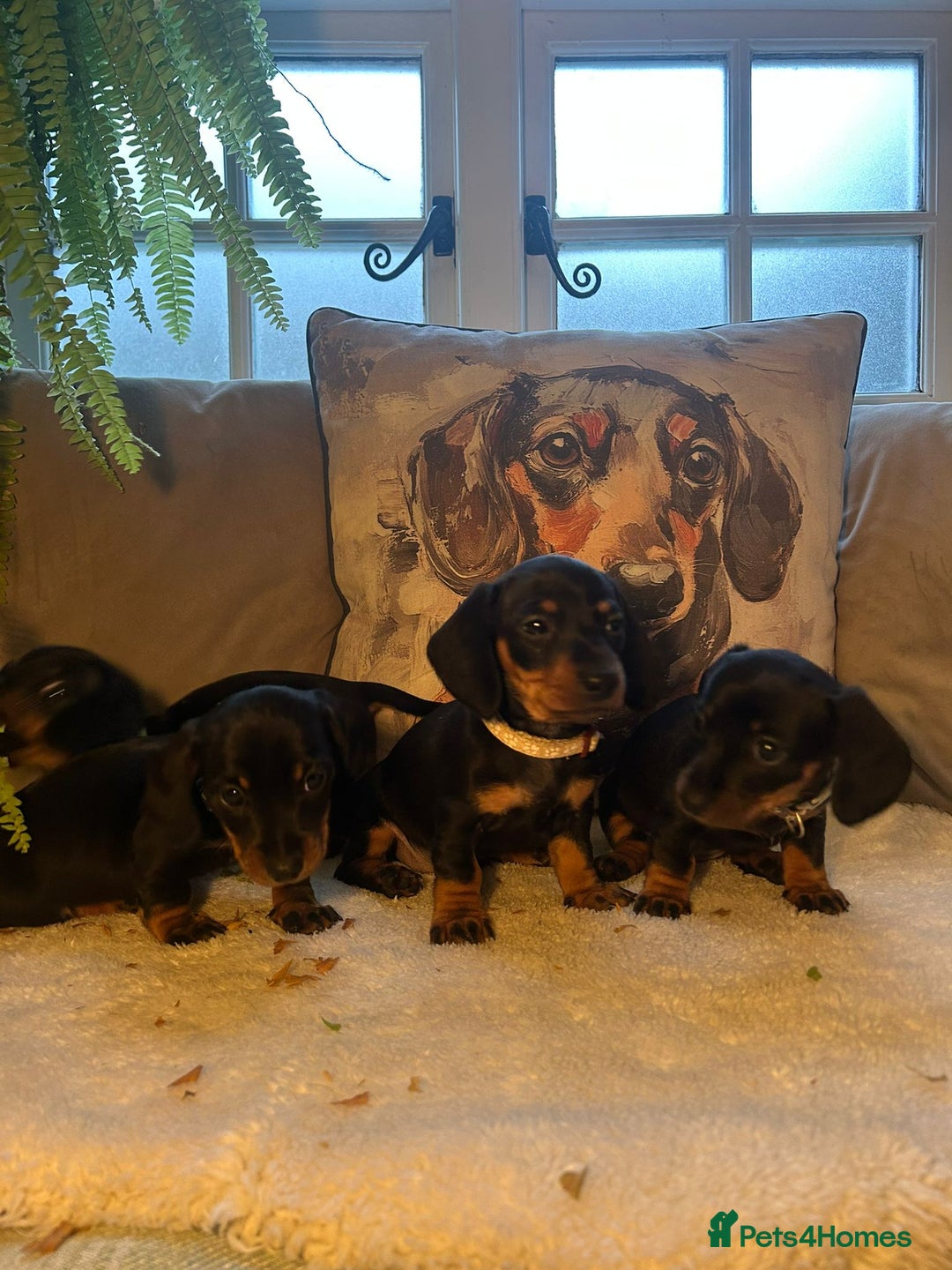 Miniature Dachshund dogs for sale: Beautiful Very Miniature Dachshunds - Advert 9