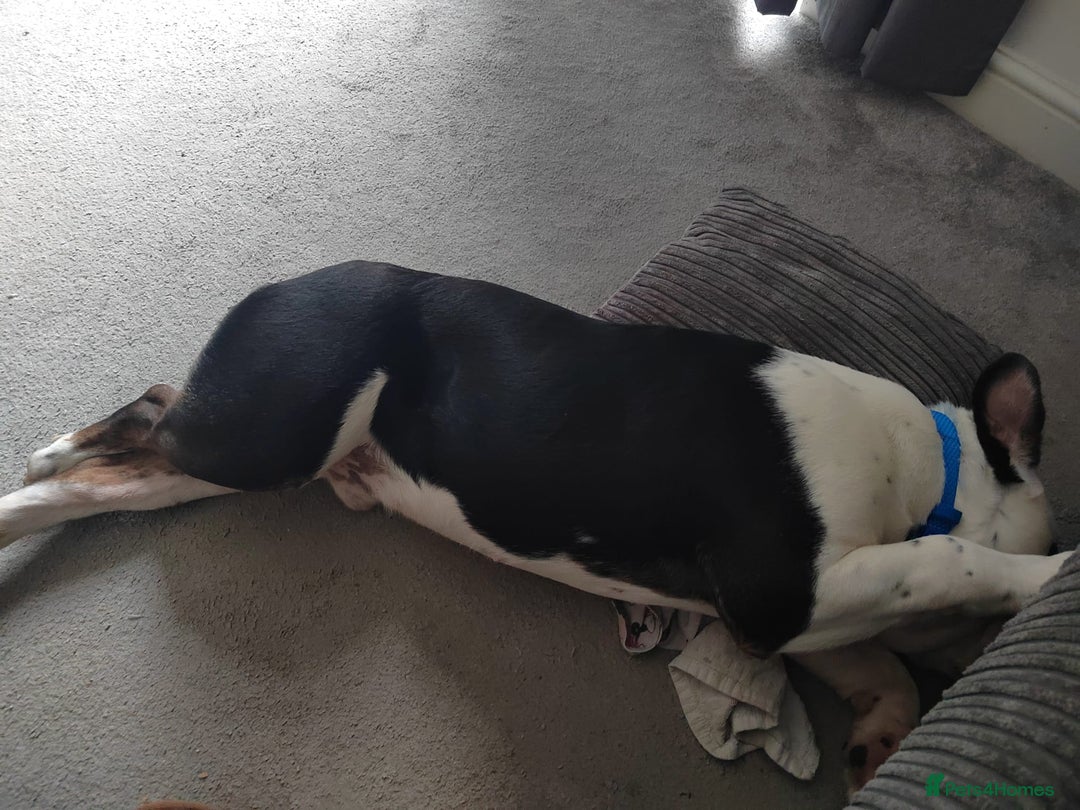 English Bulldog dogs for sale: Frank - Advert 10