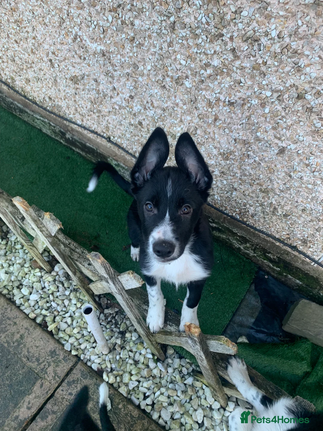 Border Collie dogs for sale: 4 border collie pups - Advert 5