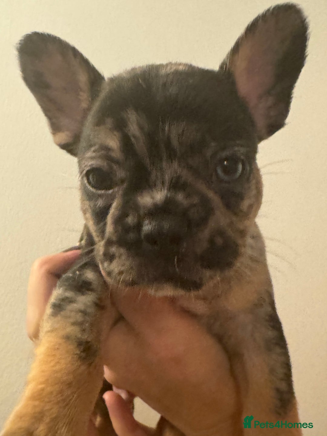 French Bulldog dogs for sale: French Bulldog puppies for sale - Image 5