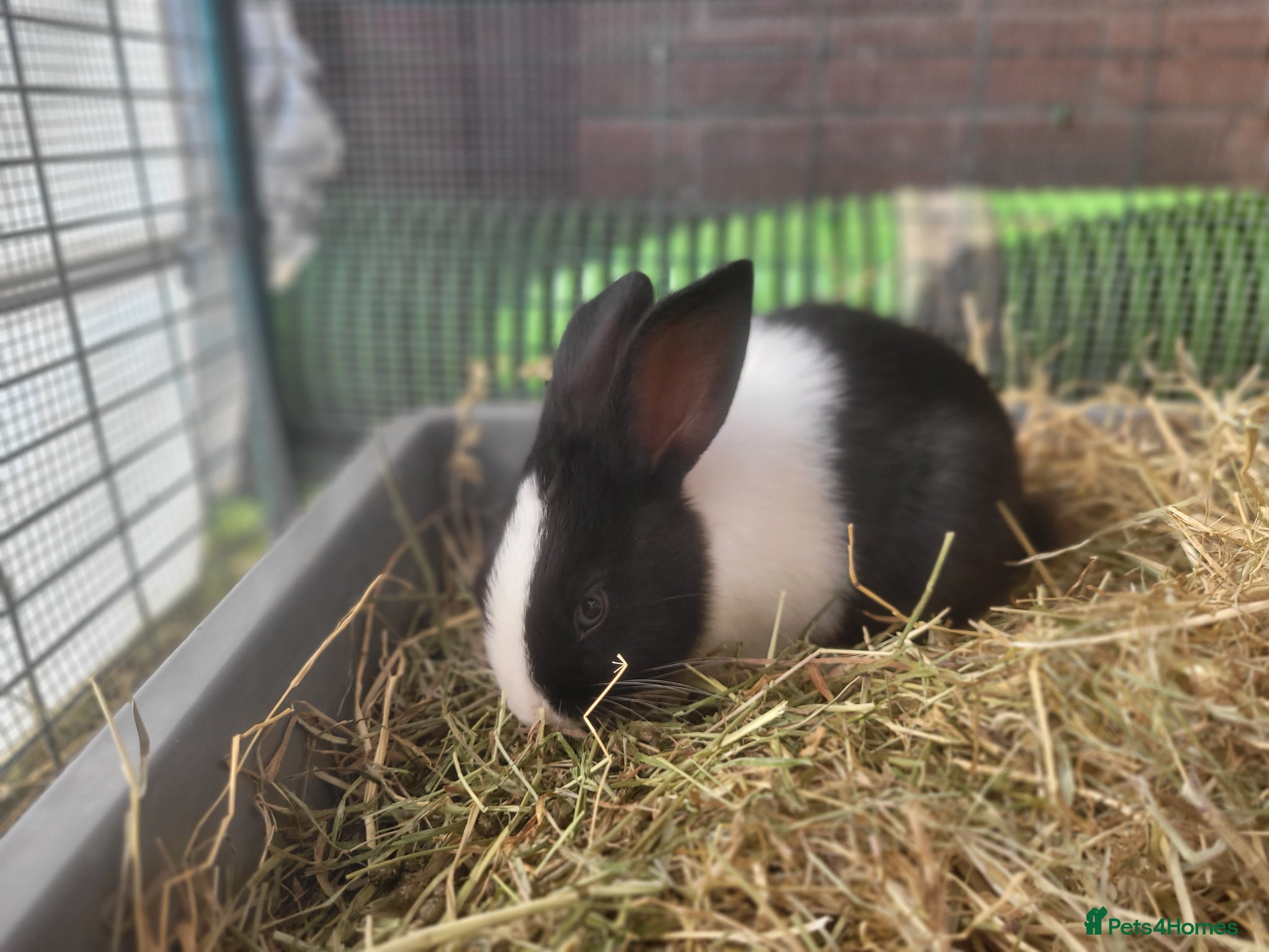 Mini Lop rabbits for sale: Adorable Mini Lop Mix Rabbits - READY JUNE 11TH - Advert 6