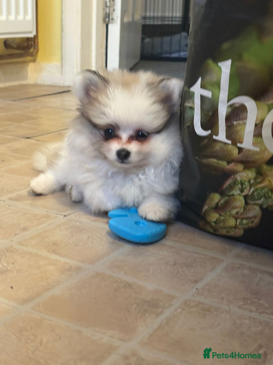 Pomeranian dogs for sale: Handsome Pomeranian Puppies ready - Image 2