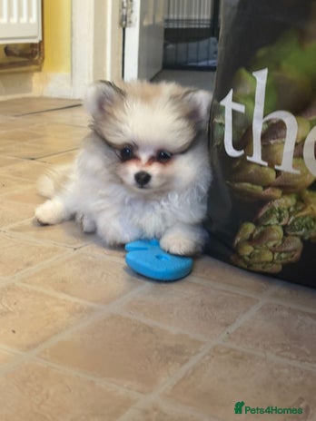 Pomeranian dogs - Advert 2