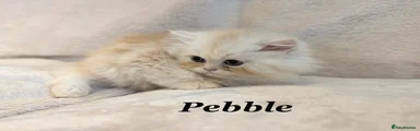 Pebble