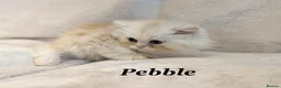 Persian cats for sale: **Last One** beautiful Persian kittens - Advert 23