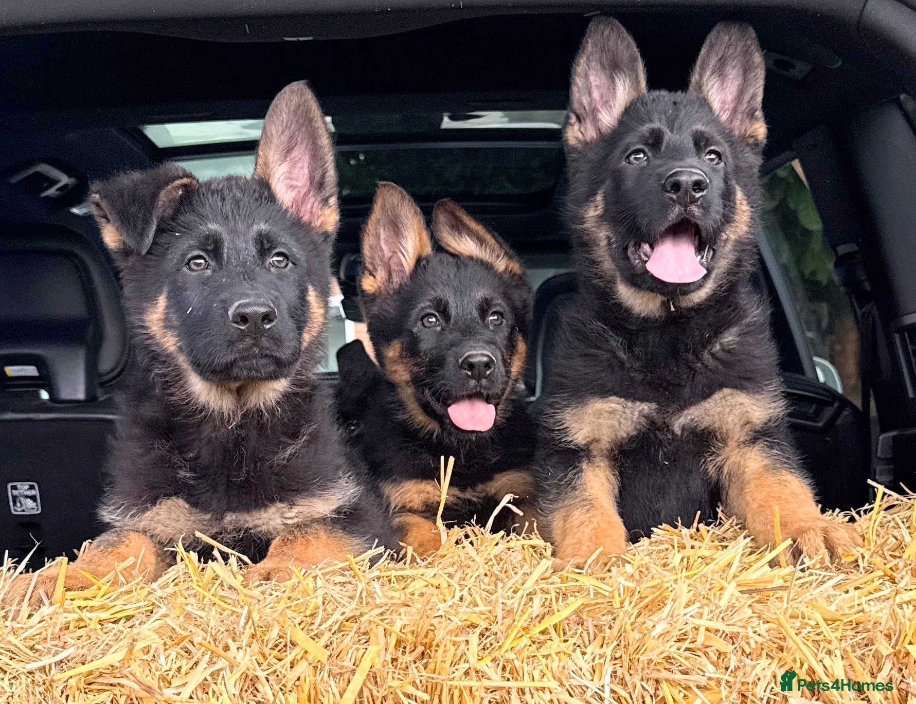 German Shepherd dogs Outstanding KC German Shepherd puppies - Advert 1