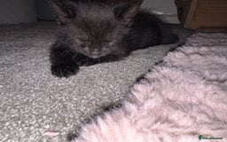 Mixed Breed cats for sale: 🐾 Beautiful Black & Tuxedo Kittens - Advert 10