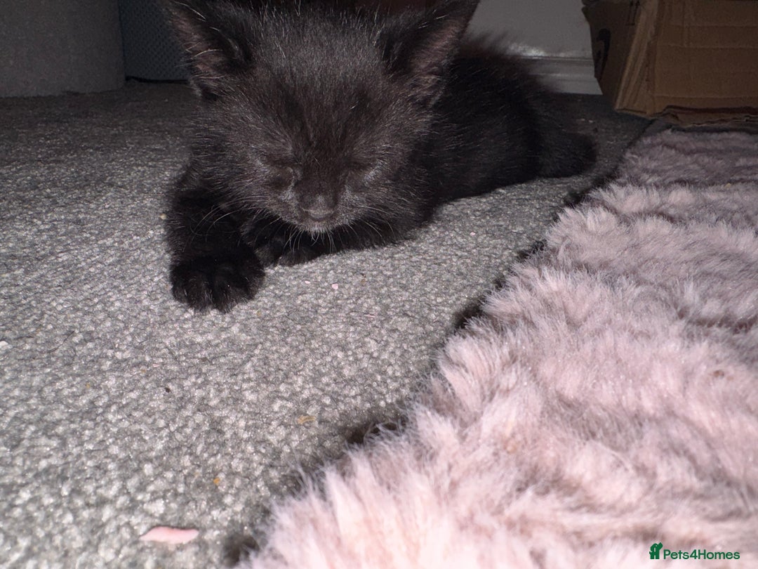 Mixed Breed cats for sale: 🐾 Beautiful Black & Tuxedo Kittens - Advert 10