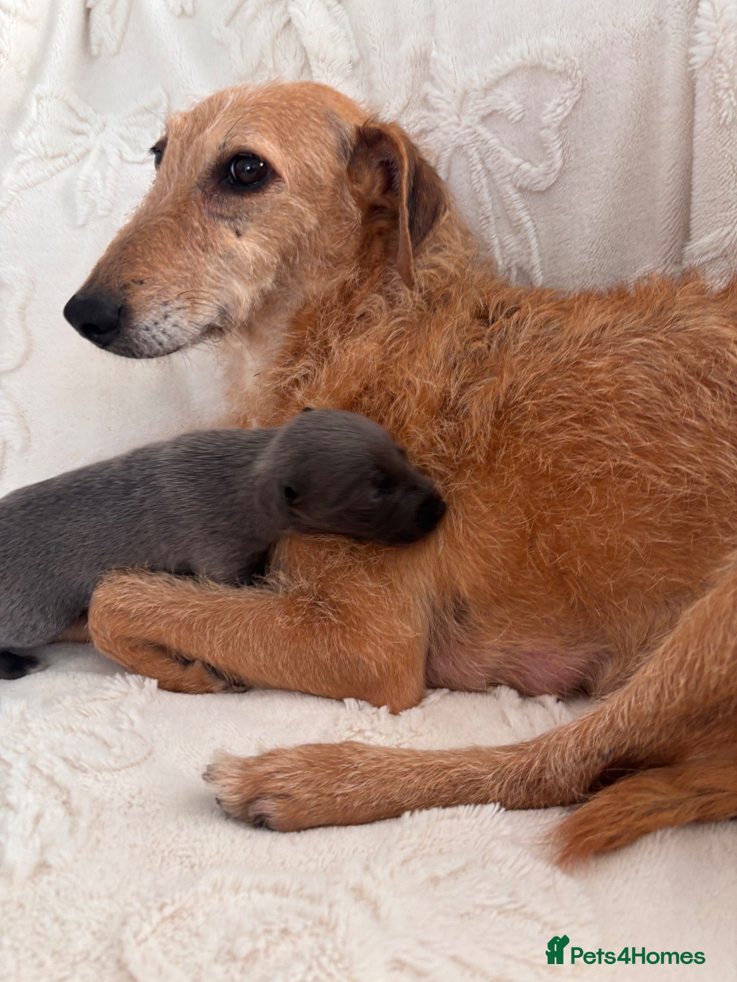 Mixed Breed dogs Beddlington Whippet X Whippet  - Advert 2