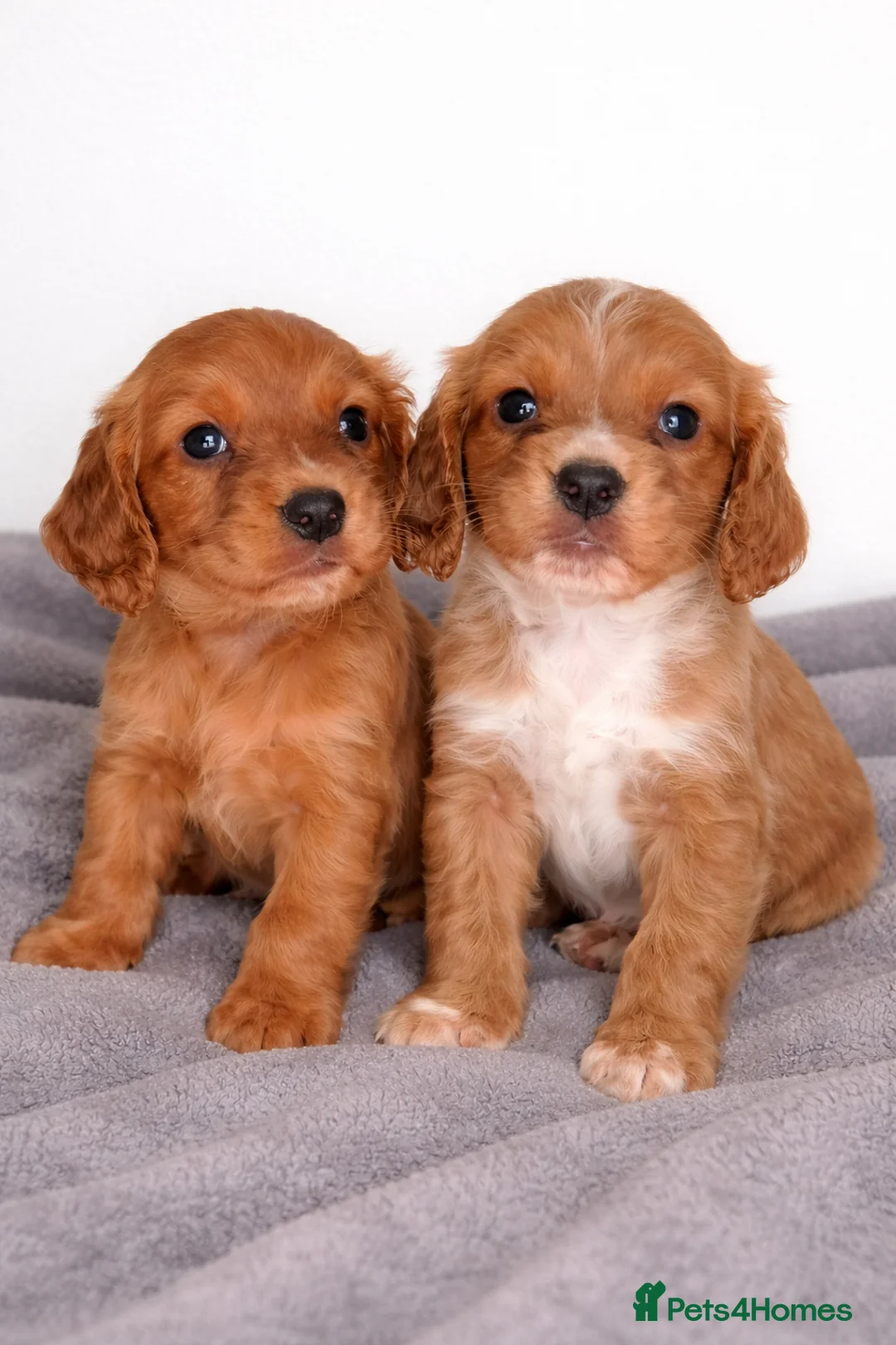 Cocker Spaniel dogs for sale: Beautiful Cocker Spaniel Puppies  - Advert 2