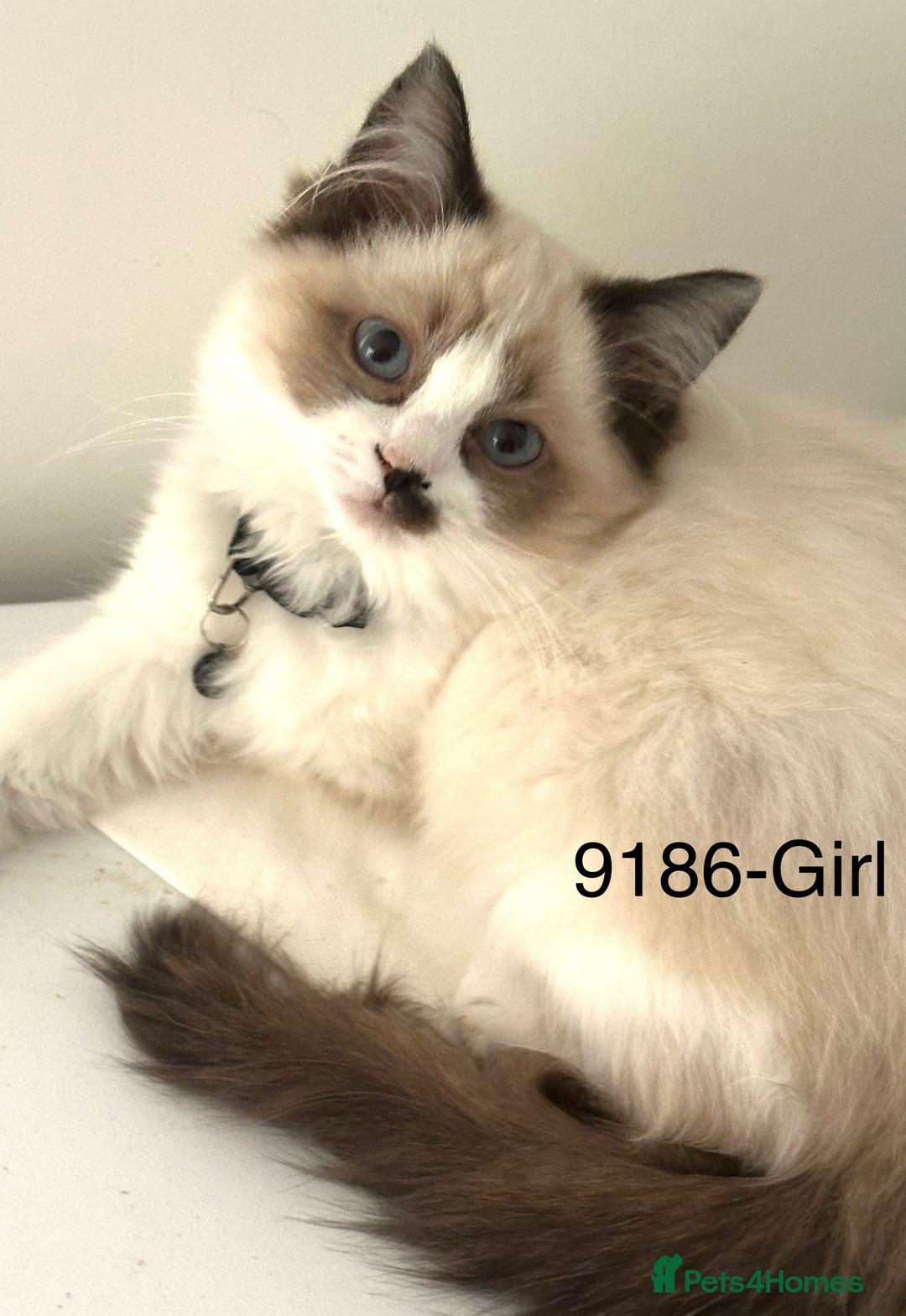 Ragdoll cats for sale: Gorgeous Ragdolls - Advert 3